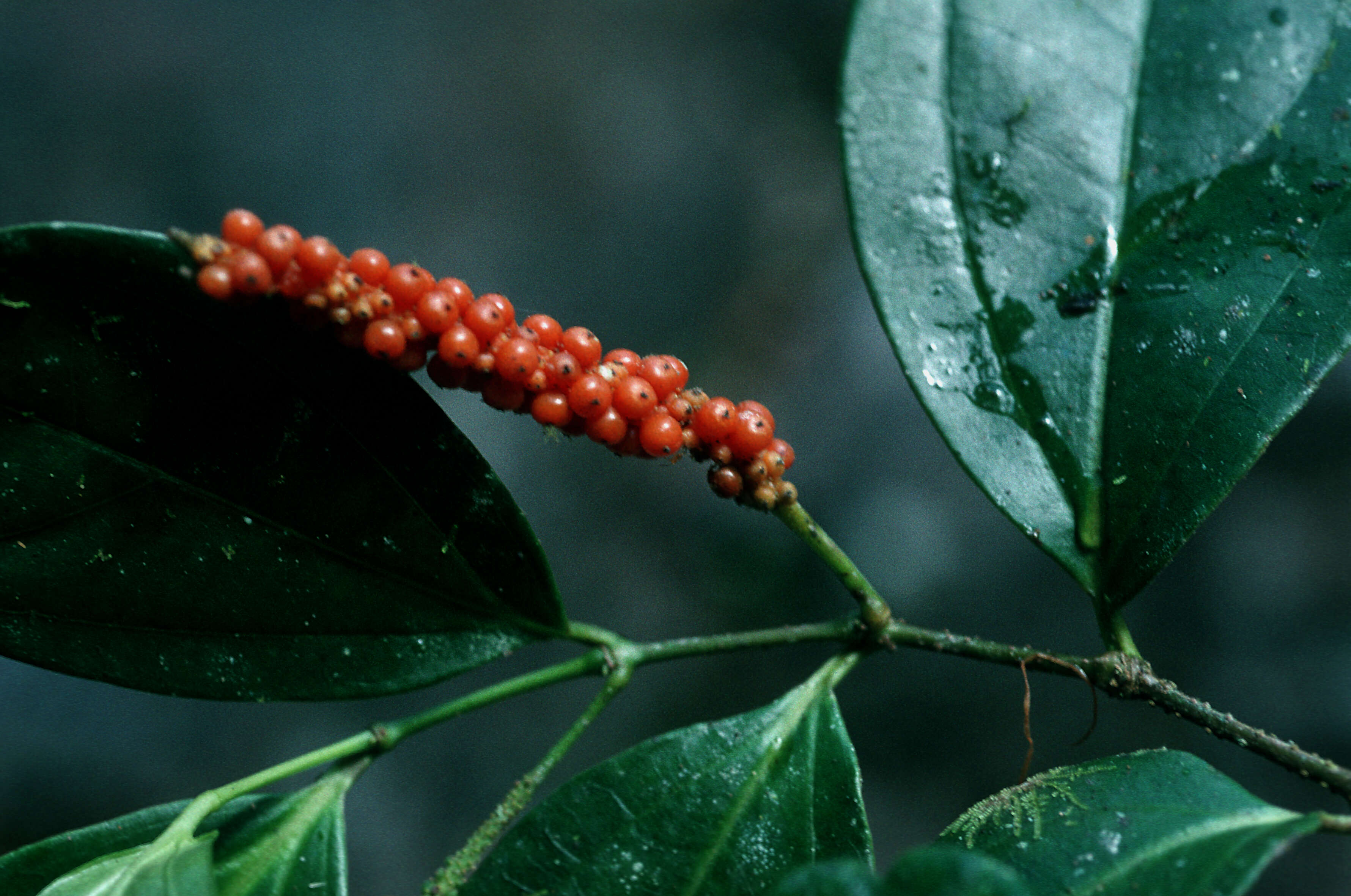 Image of Moth Pepper