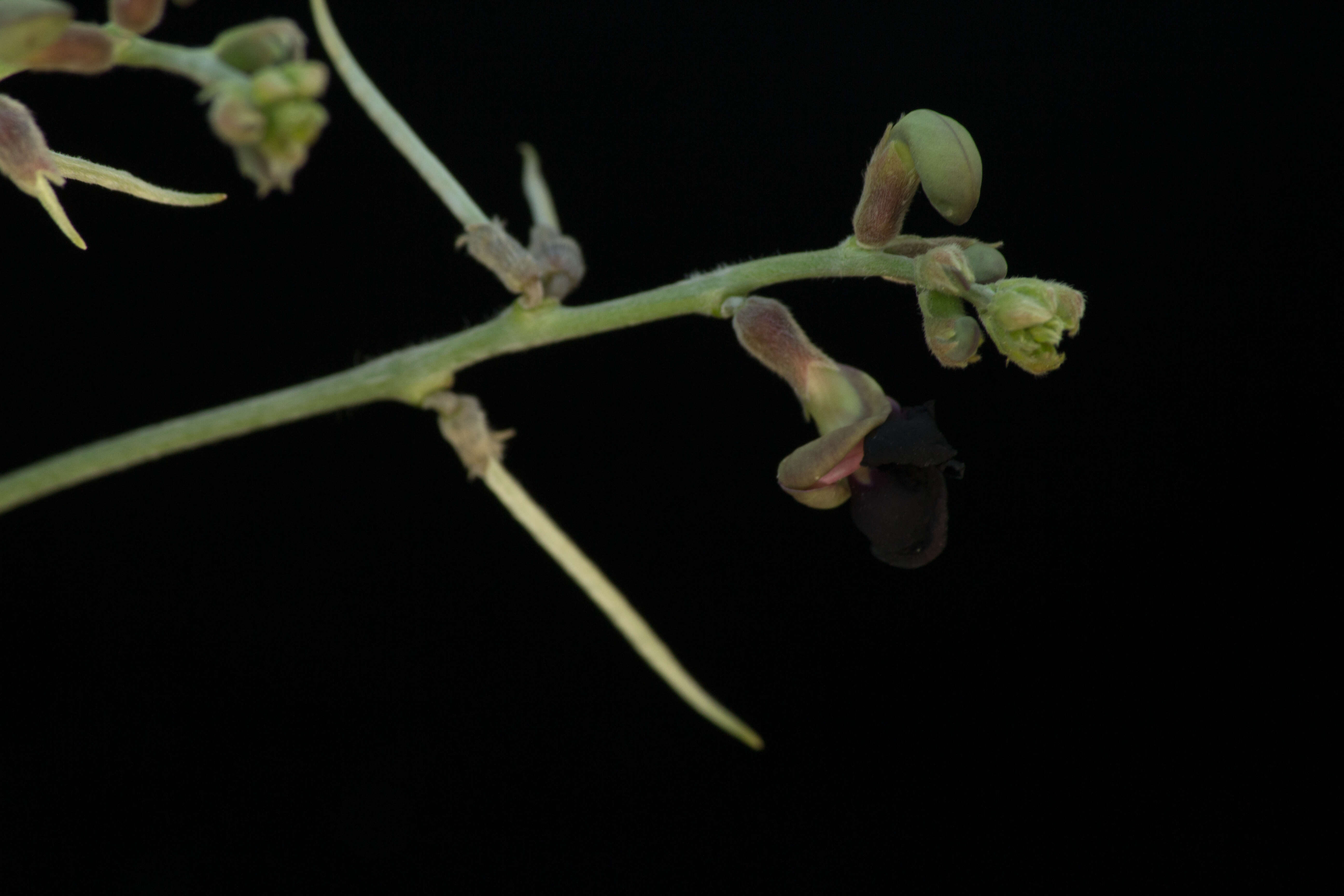 Macroptilium atropurpureum (DC.) Urb. resmi