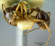 Image of Aphaenogaster beesoni Donisthorpe 1933