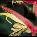 Image of Heliconia fernandezii Abalo & G. Morales