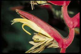 Image of Heliconia fernandezii Abalo & G. Morales