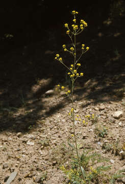 Imagem de Eriogonum alatum Torr.