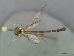 Image of Leptogaster bahamiensis Scarbrough 1996