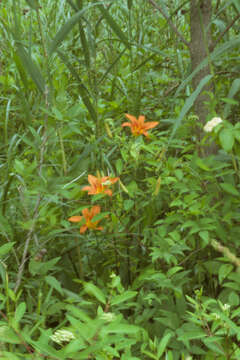 Image of orange daylily