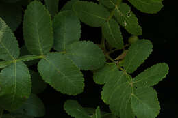 Image of Bursera excelsa (Kunth) Engl.