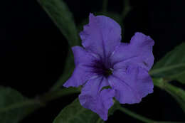 Image de Ruellia simplex Wright