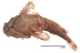 Image of Midget stonefish