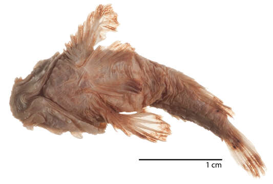 Image of Midget stonefish