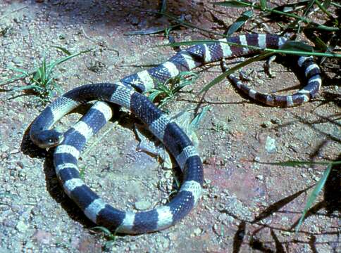 Image of Blue Krait