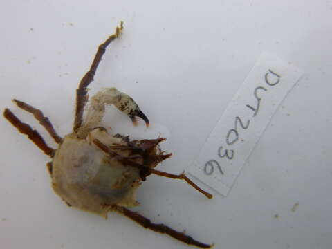 Image of graceful kelp crab