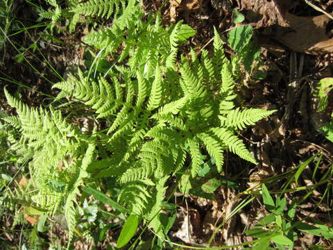 Image of broad beechfern