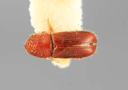 Image of Pityophthorus chilgoza Beeson 1961