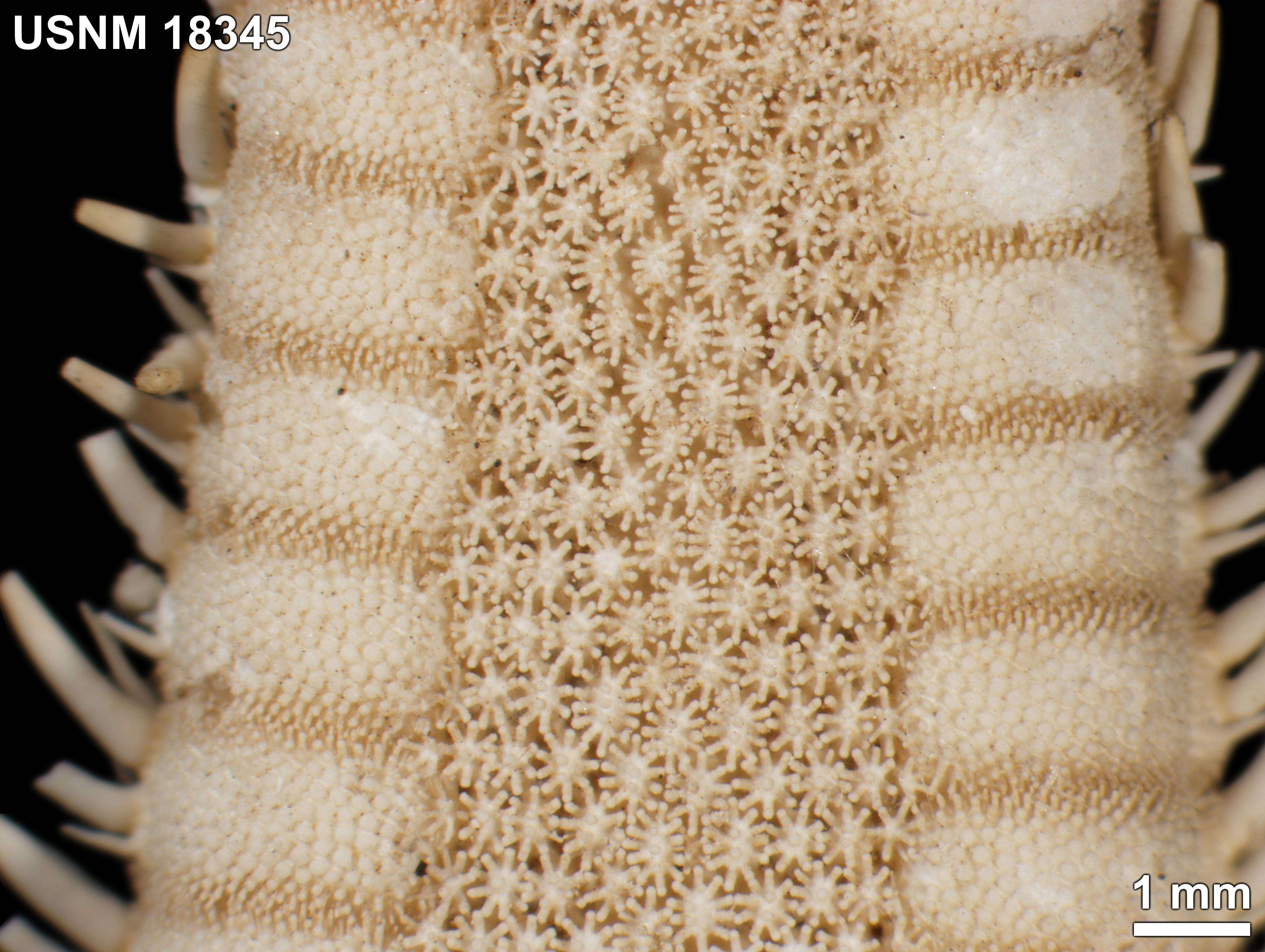 Image of Astropecten nitidus Verrill 1915