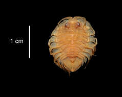 Image of Paraserolis polita (Pfeffer 1887)