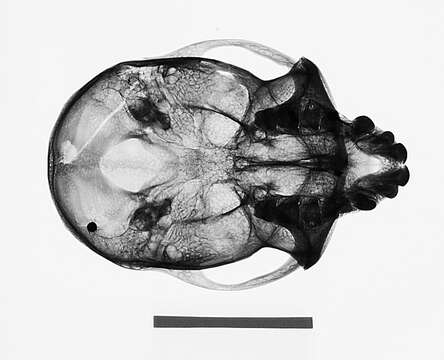 Image of Macaca fascicularis fascicularis (Raffles 1821)