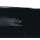 Image of Mimic cardinalfish