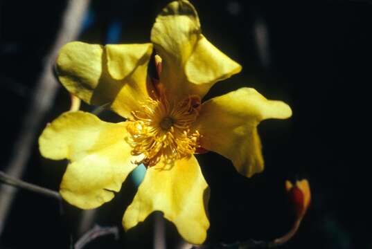 Imagem de Cochlospermum orinocense (Kunth) Steud.