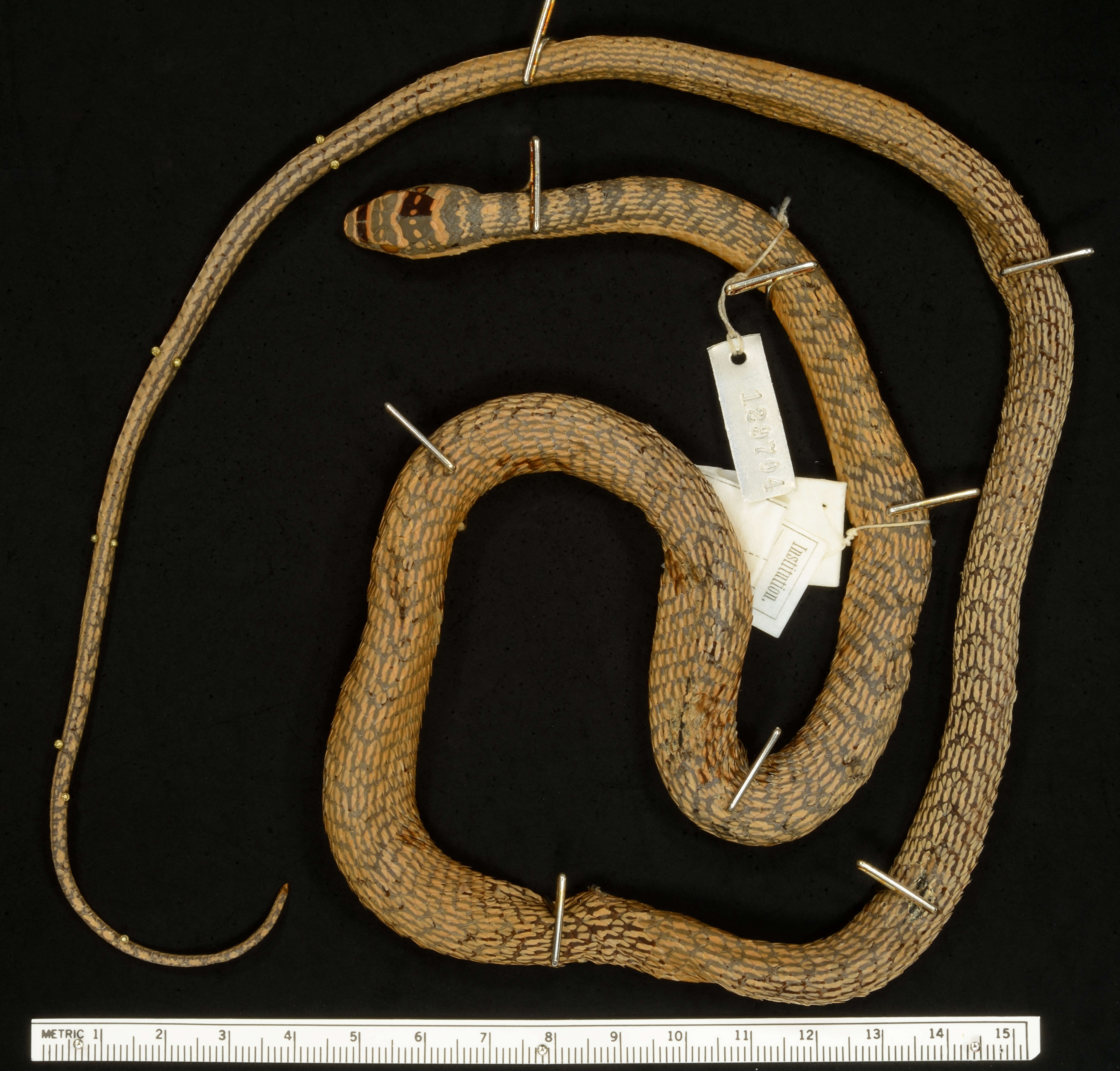 Image of Ornate Flying Snake