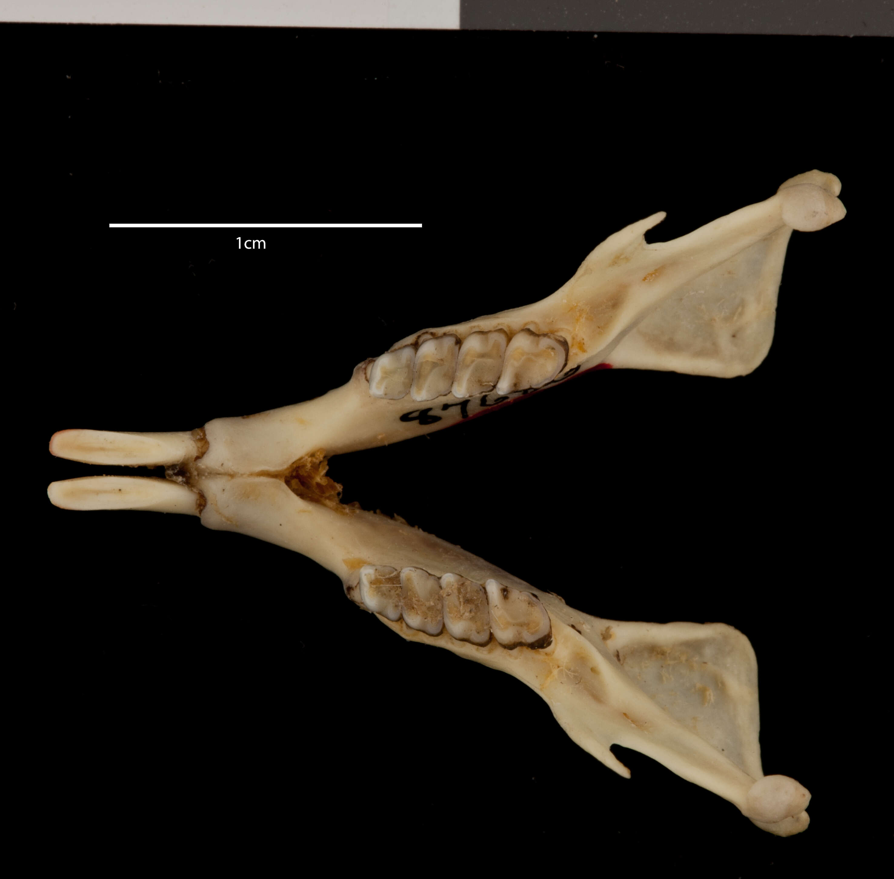 صورة Ictidomys tridecemlineatus arenicola (A. H. Howell 1928)