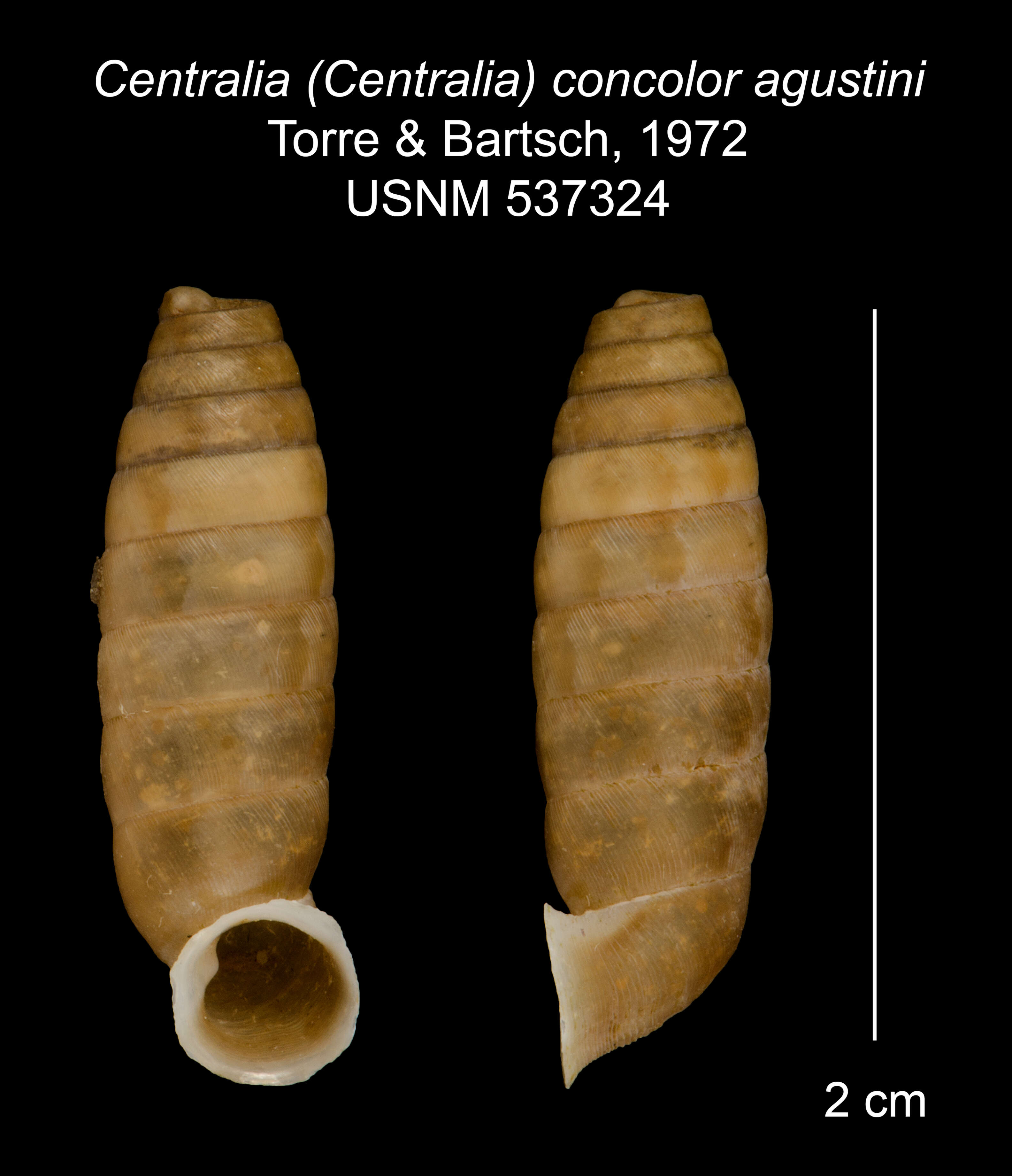 Imagem de <i>Centralia concolor agustini</i> Torre & Bartsch