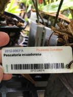 Imagem de Pescatoria ecuadorana (Dodson) Dressler