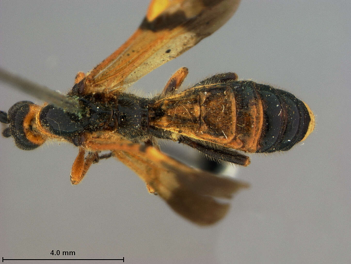 Image of Iphiaulax australiensis Ashmead 1900
