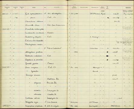 Geospiza scandens intermedia Ridgway 1894 resmi