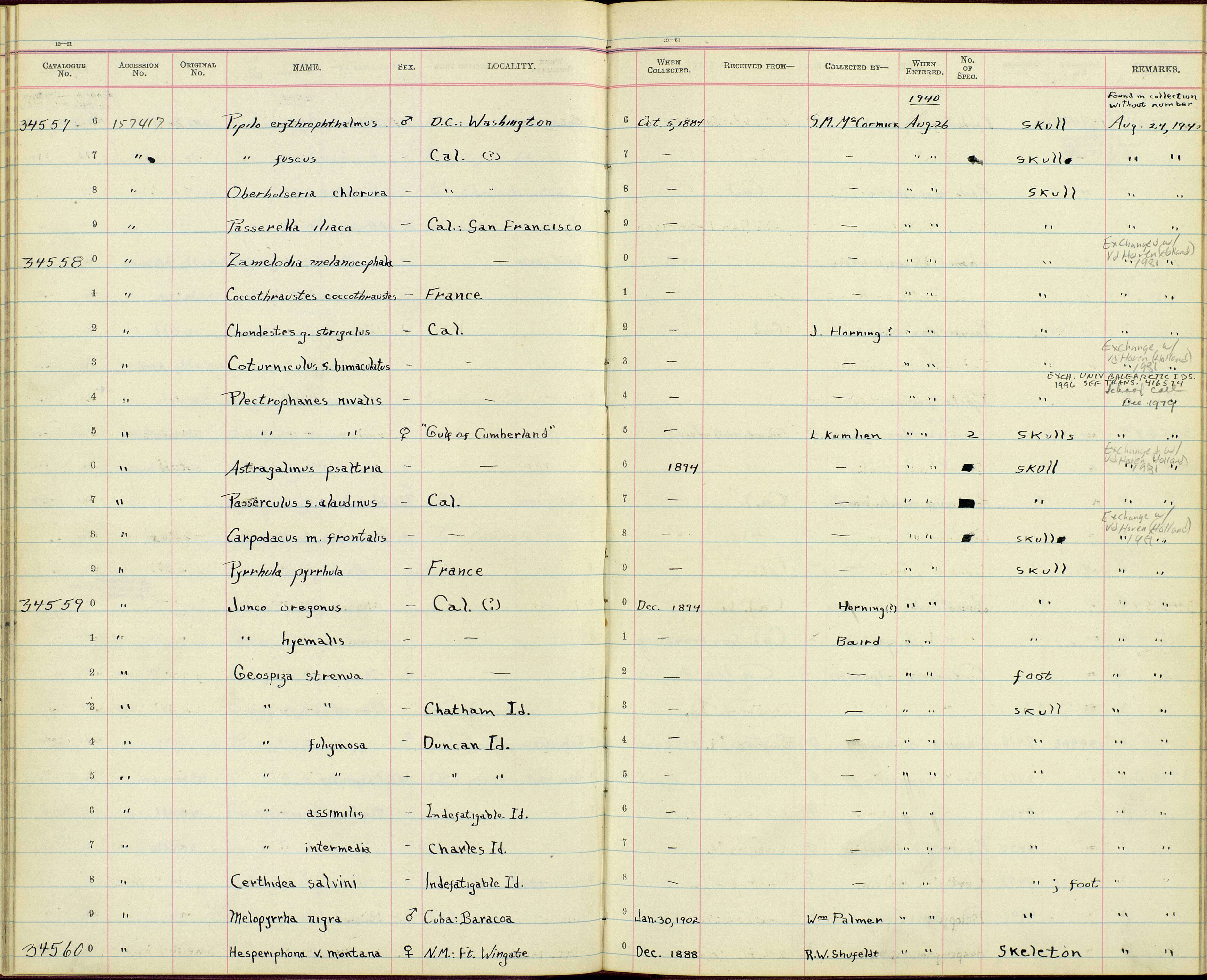 Geospiza scandens intermedia Ridgway 1894 resmi