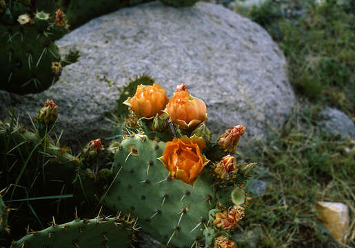 Image of Cactus-apple