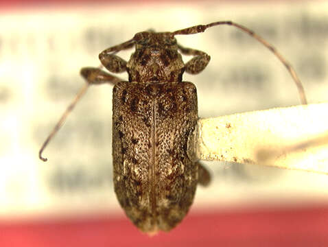 Image of Leptostylopsis yukiyu Micheli & Micheli 2004