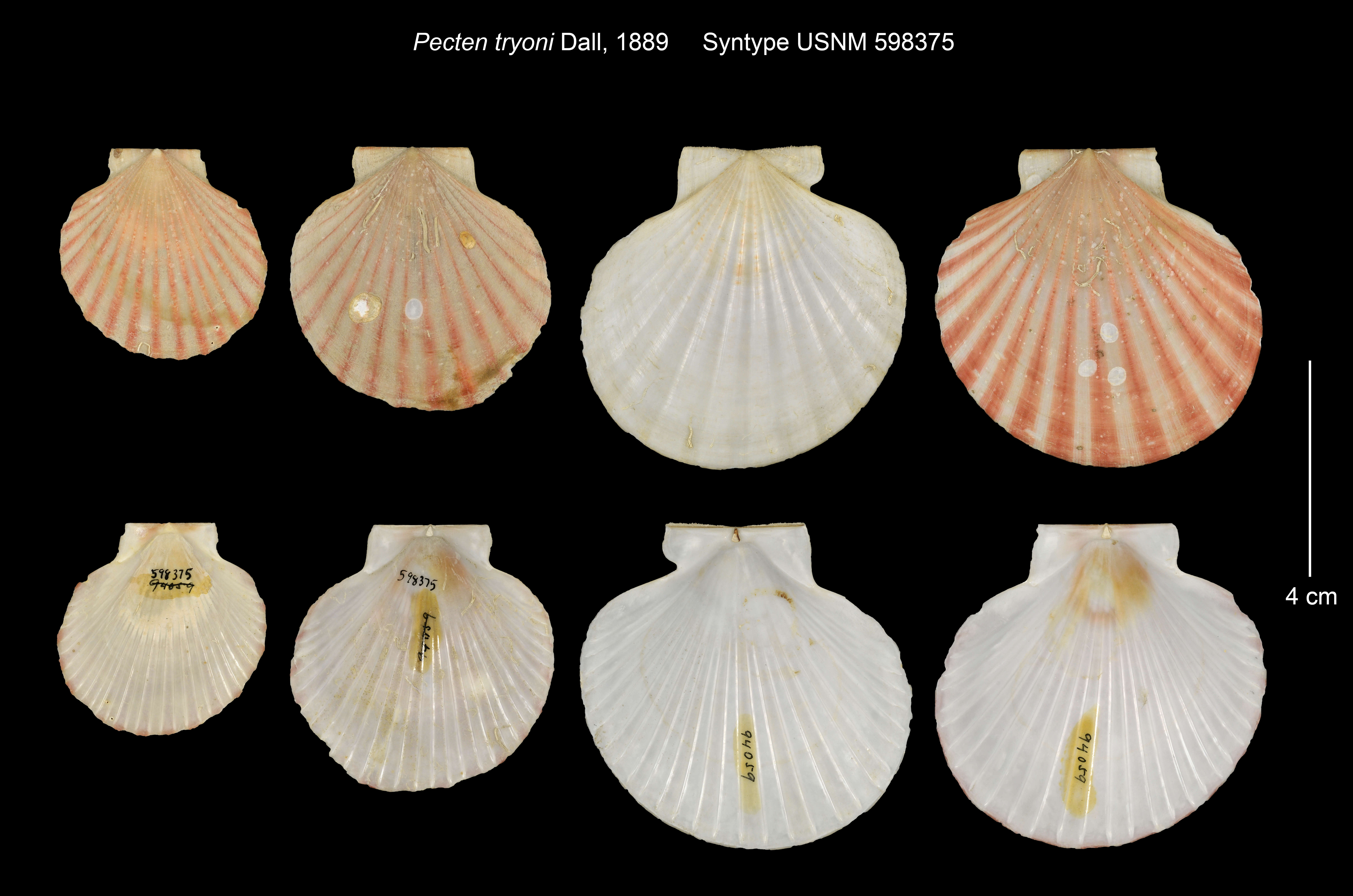 Image of red-ribbed scallop