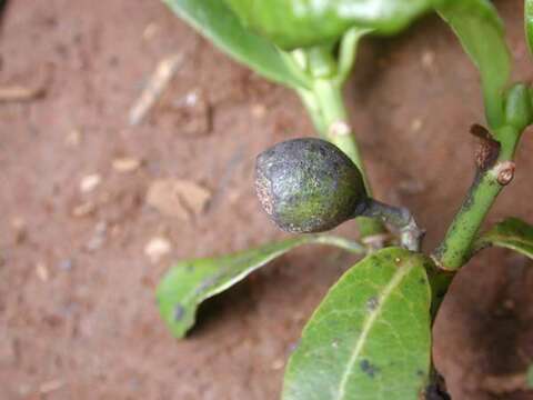 Image of Kauai wild coffee