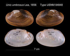 Image of Unio umbrosus I. Lea 1856