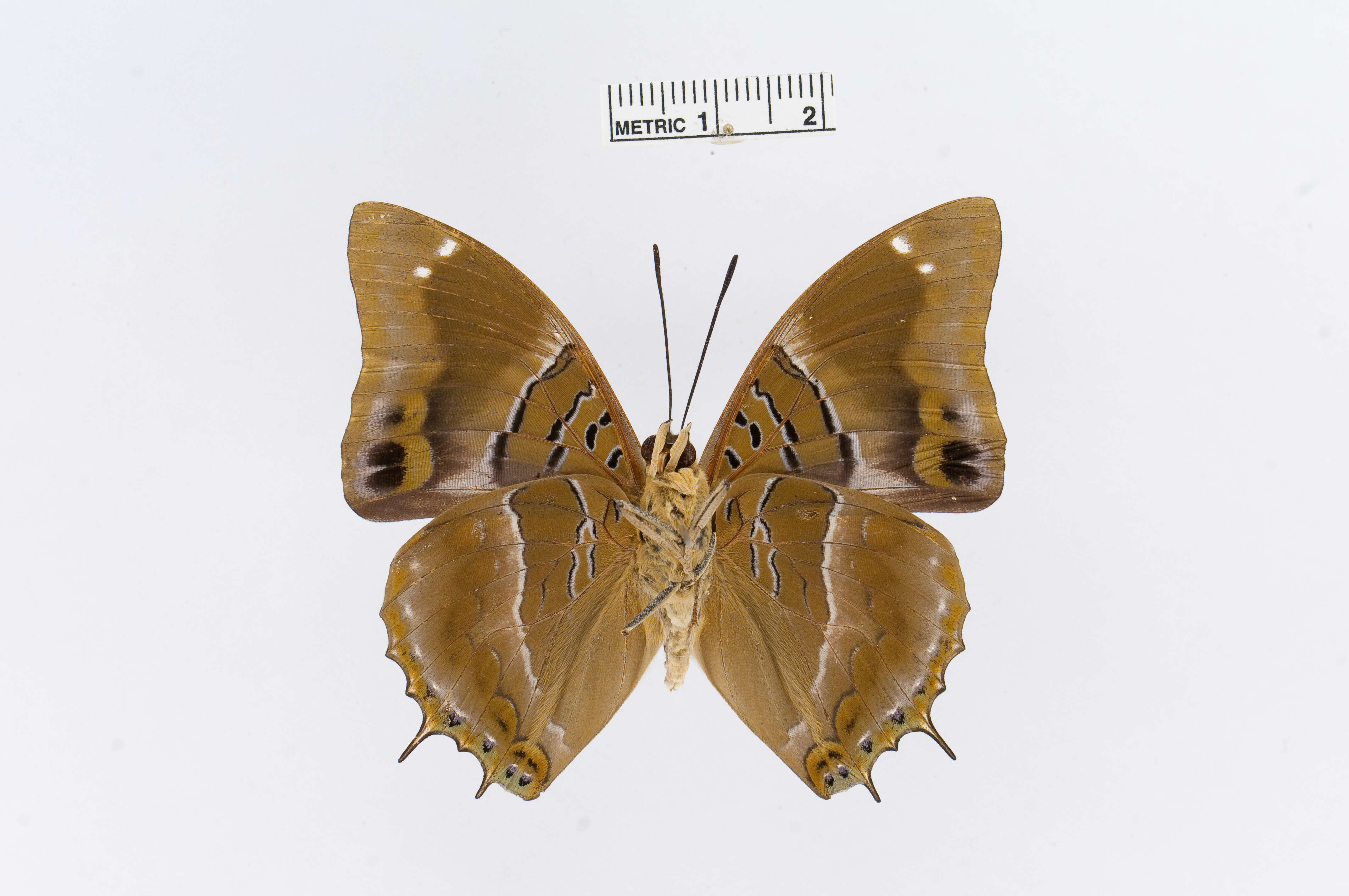 Image of Charaxes violetta Grose-Smith 1885