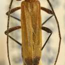 Image of Temnopis oculata Zajciw 1960