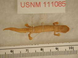 Image of Southern Banana Salamander