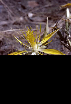 Image of giant blazing star