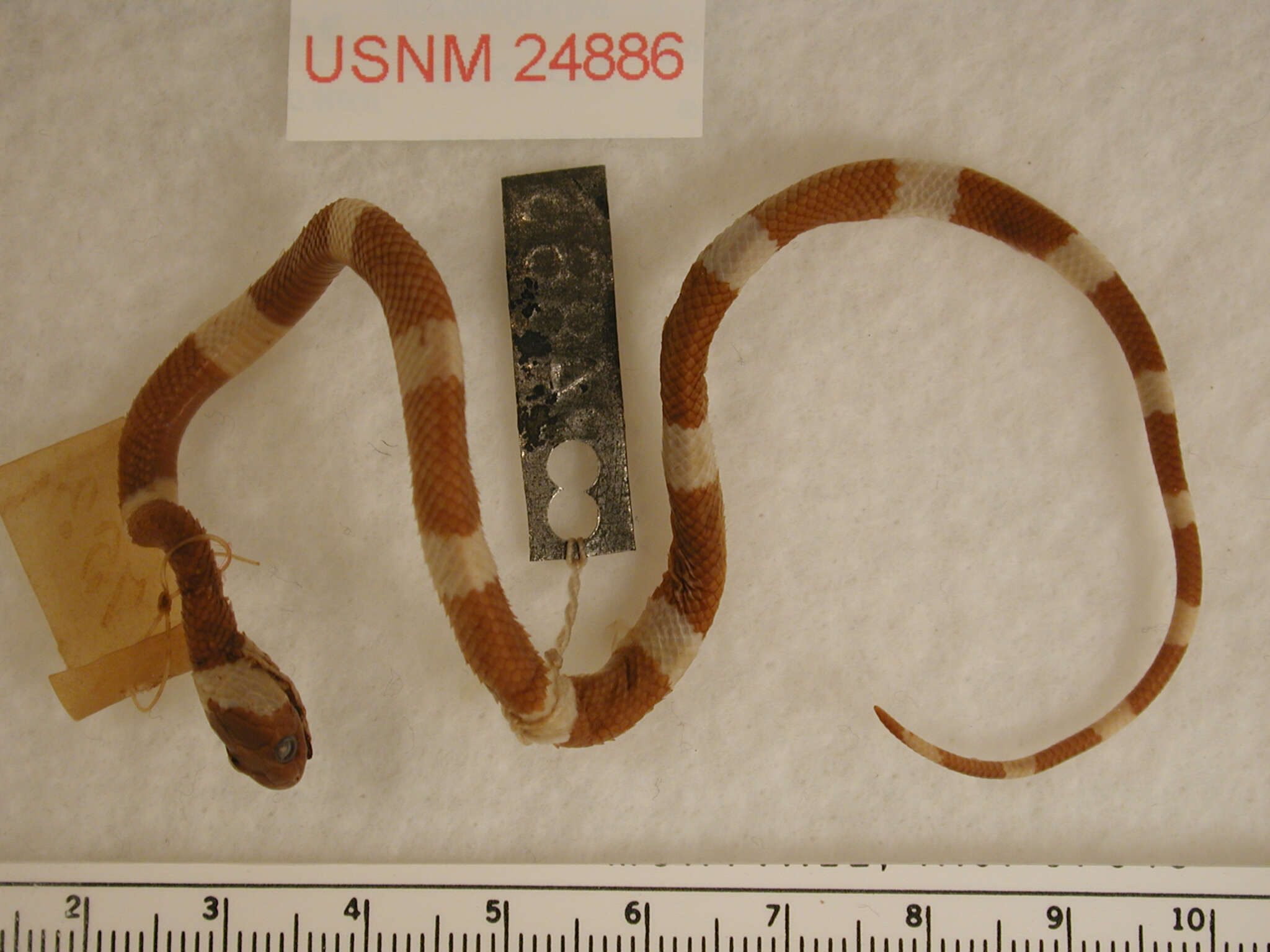 Image of Snail-eating Thirst Snake