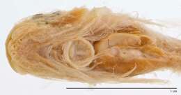 Image of Stout snailfish