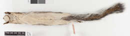 Sivun Sciurus oculatus tolucae Nelson 1898 kuva
