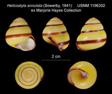 Image of <i>Helicostyla annulata</i> (Sowerby 1841)