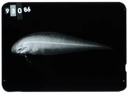 Image de Cynoglossus suyeni Fowler 1934