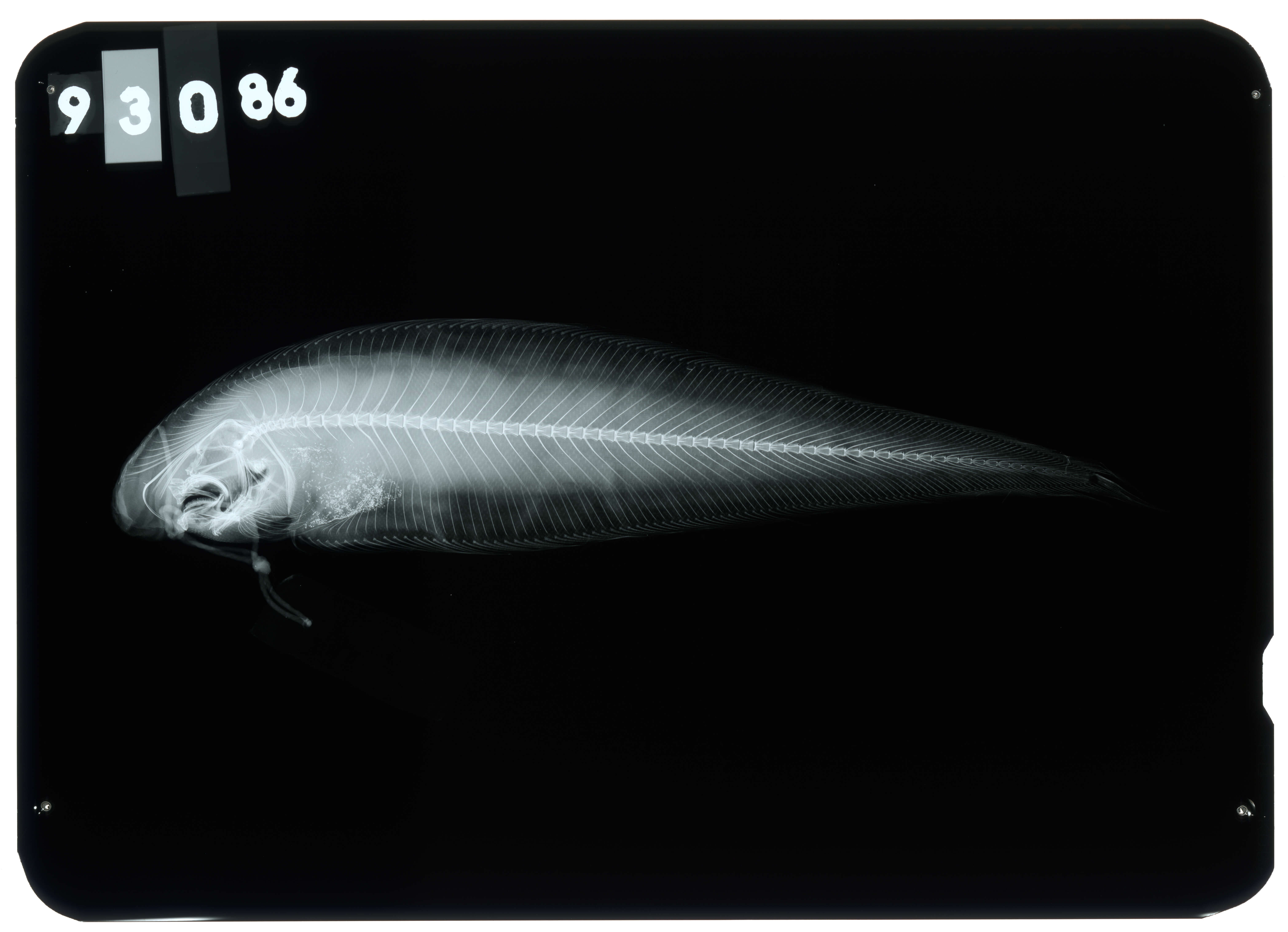 Image de Cynoglossus suyeni Fowler 1934