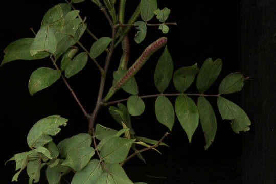 Image of septicweed