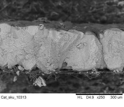 Image of Catharacta maccormicki (H. Saunders 1893)