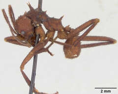 Image of Acromyrmex octospinosus volcanus Wheeler 1937