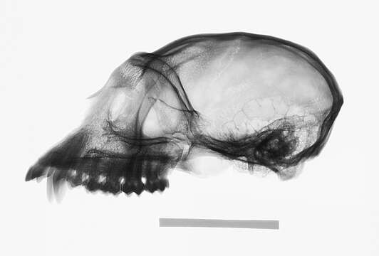 Image of Colobus guereza kikuyuensis Lönnberg 1912