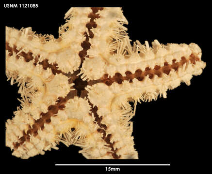 Image of Cheiraster (Luidiaster) antarcticus (Koehler 1907)