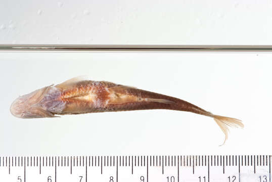 Image of Alburnops taurocephalus