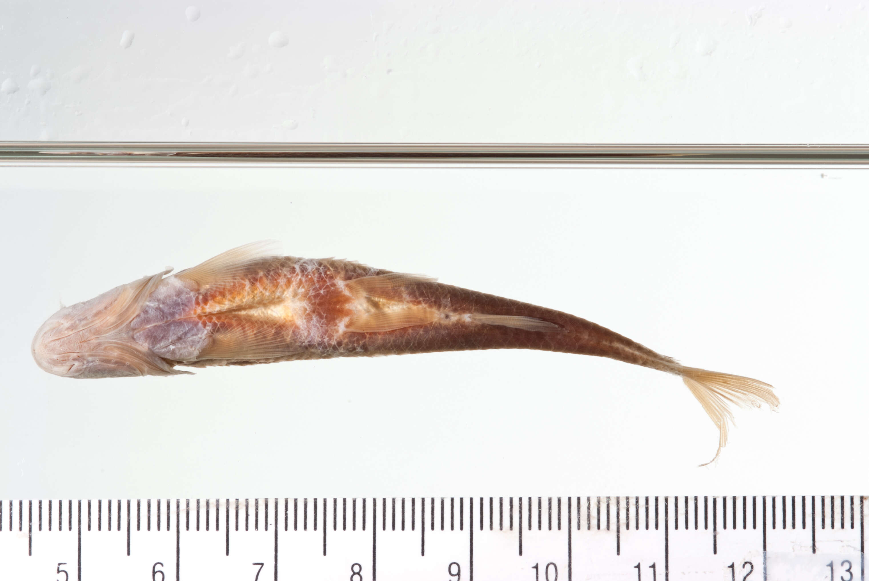 Image of Alburnops taurocephalus